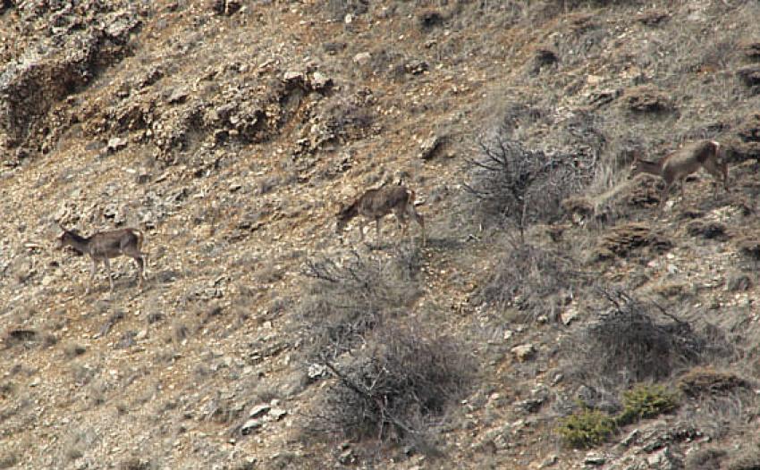 Beypazarı köyleri ve ormanları doğal yaşam canlılarına ev sahipliği yapıyor.