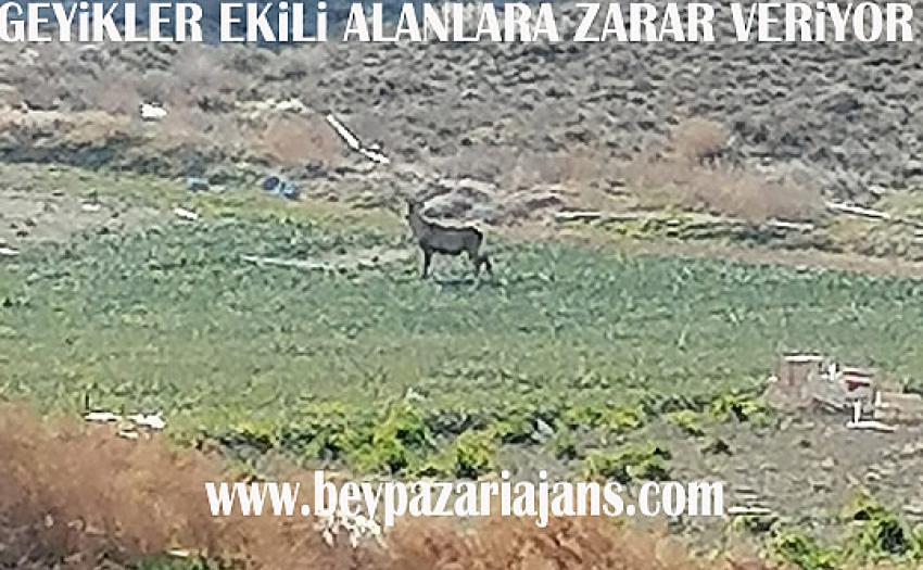 Beypazarı'nda Köylüler Geyik'lerden şikâyetçi: