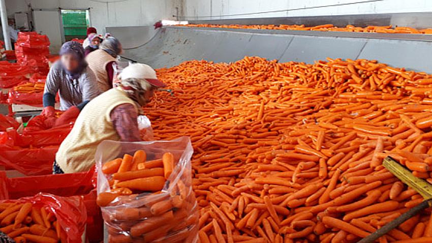 İlçe Ziraat Odası Başkanı Mustafa Ateş: “Sebze gönderimi durmuyor”