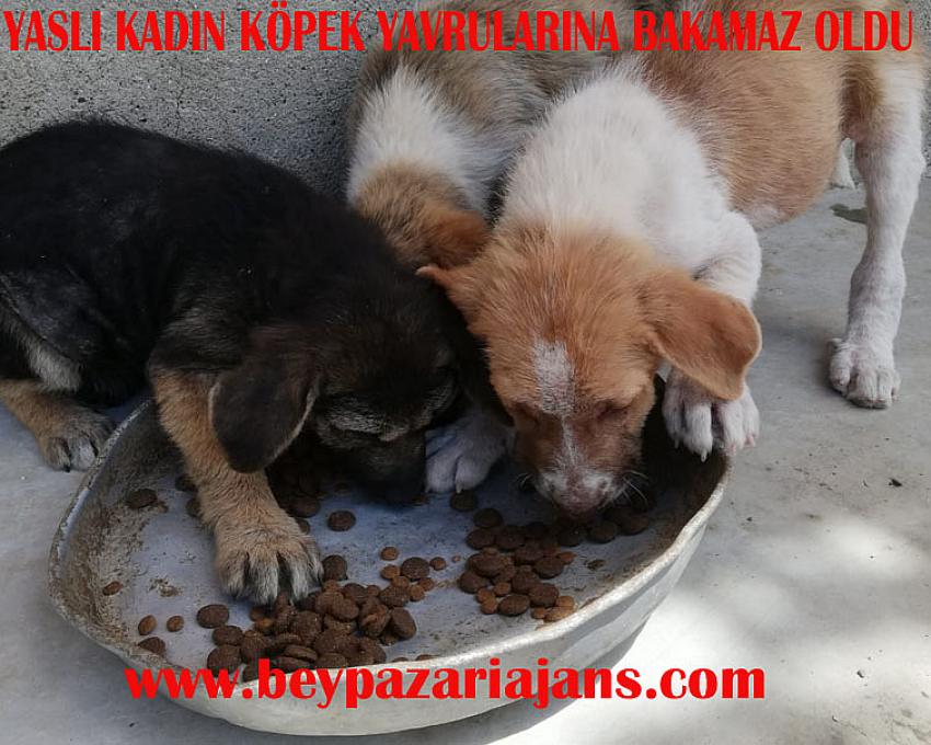 Yaşlı Kadın Köpek yavrularını, başka birilerinin almasını istiyor.