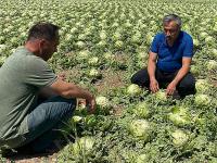 Mustafa Ateş: “Beypazarı’nın Bazı köylerin arazilerinde, dolu ve sağanak yağmurdan oldukça hasar var”