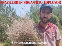 Nurullah Akkaya : “Yaylalarda Soğan Otu toplamaya başladık”