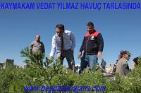 Kaymakam Vedat Yılmaz : “Kışlık Havuç hasadı başladı”
