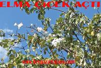 Elma, biryandan meyve verirken bir yandan da çiçek açtı: