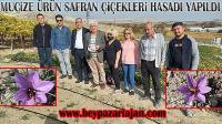 DENEME AMAÇLI EKİLEN MUCİZE SAFRAN BİTKİSİ ÇİÇEKLERİ TOPLANDI