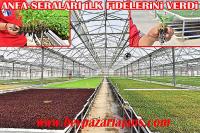 ANFA Beypazarı Serası İlk Meyvelerini Vermeye Başladı: