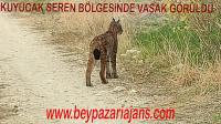 Beypazarı’nda Vaşak görüntülendi.