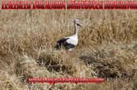 Leylekler, biçimi yapılan tarlada, kendilerine ziyafet çekiyor.