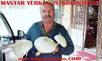 Mantar yerken zehirlenmeyin: