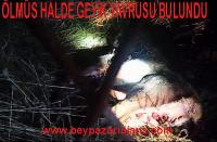 Beypazarı Karaşar Mahallesinde bu akşam ölmüş bir geyik yavrusu bulundu: