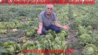 DP İlçe Başkanı Enver Atak, tarla ziyaretlerini sürdürüyor:
