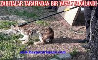 Çayırhan Mahallesinde Zabıta ekipleri tarafından bir Vaşak yakalandı: