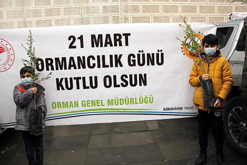 Beypazarı Orman İşletme müdürlüğü, ilçede bu gün halka 16 bin adet ücretsiz fidan dağıttı.