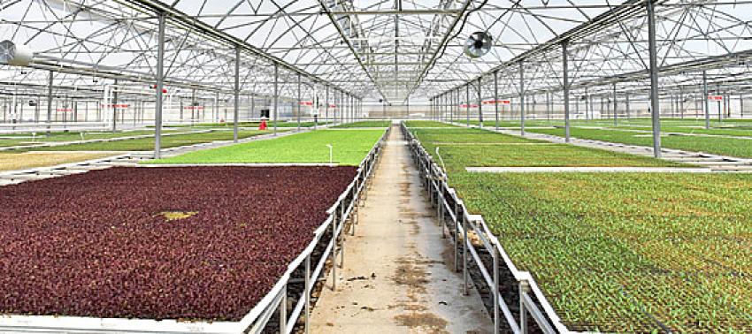 ANFA Beypazarı Serası İlk Meyvelerini Vermeye Başladı: