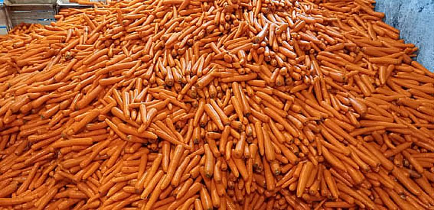 HAVUÇ PARA ETMEYE BAŞLADI: ÇİFTCİNİN YÜZÜ GÜLDÜ