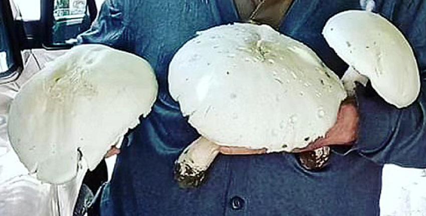 Mantar yerken zehirlenmeyin: