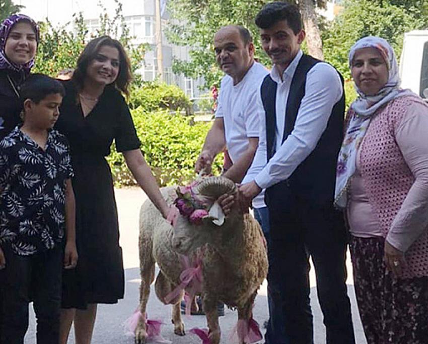Damat adayından Nişanlı Kıza Kurbanlık Koç:
