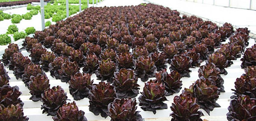 Beypazarı Ziraat Odası başkanı Mustafa Ateş’ten Genç çiftçiye serada ziyaret: