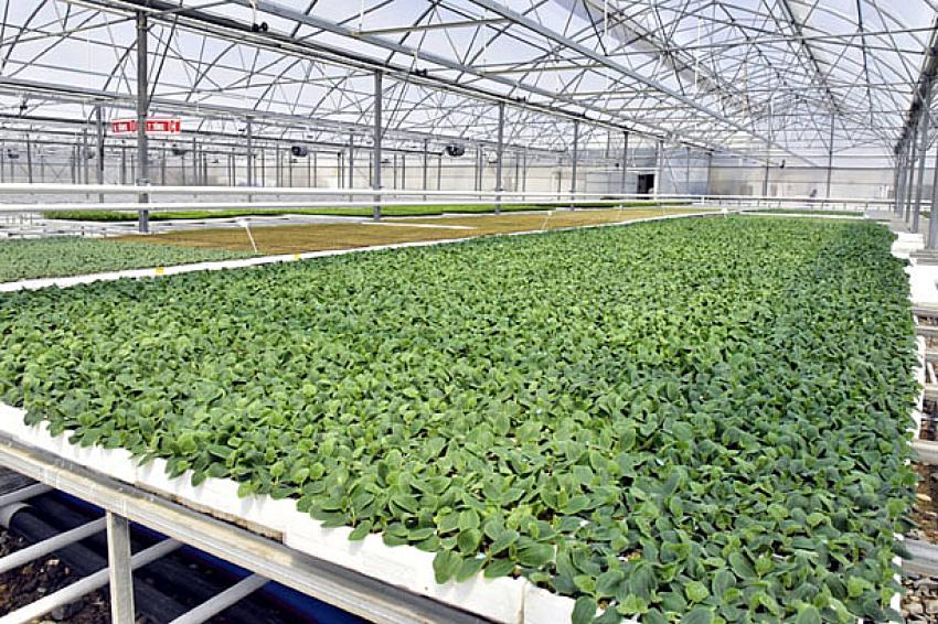 Ankara Büyükşehir Belediyesi ANFA Genel Müdürlüğünden Deprem Bölgesine sebze fidesi