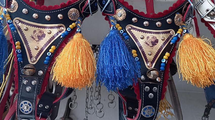 Beypazarı’ndan İran’a Köpek tasması gönderiyor: