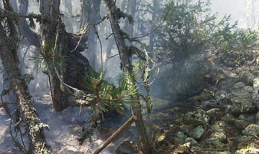 Beypazarı İlçesinde Orman Yangını: