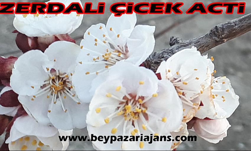 Zerdali çiçek açtı: